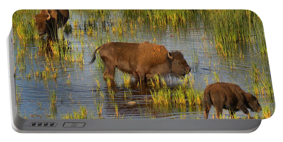 Bison Portable Battery Charger featuring the photograph Grazing IN The Slough Creek Marsh by Adam Jewell