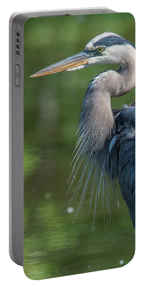 Nature Portable Battery Charger featuring the photograph Great Blue Heron after Preening DMSB0157 by Gerry Gantt