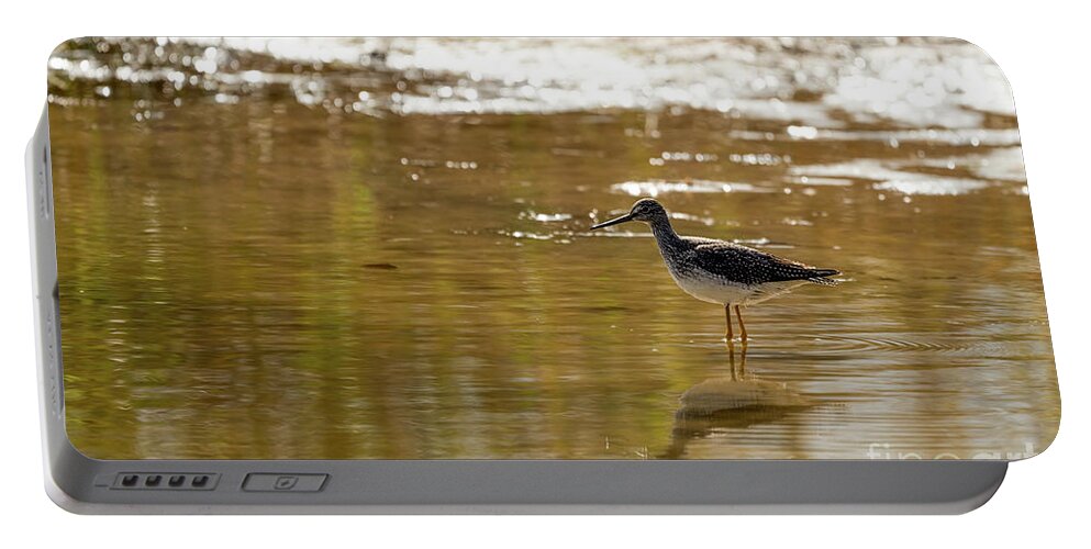 Greater Yellowlegs Portable Battery Charger featuring the photograph Greater yellowlegs shorebird by Sam Rino