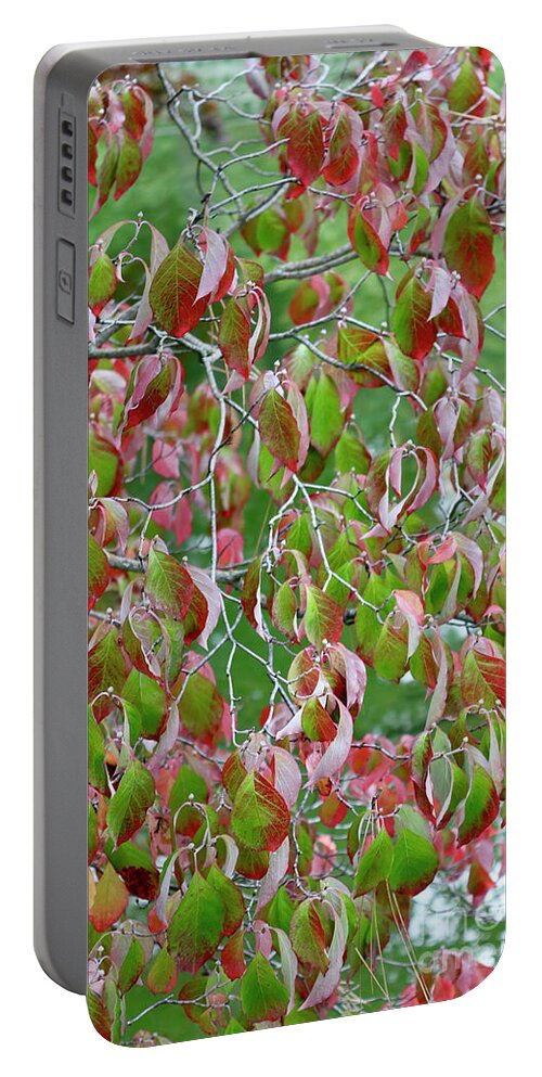 Leaves Portable Battery Charger featuring the photograph Green and Red Leaves by Carol Groenen