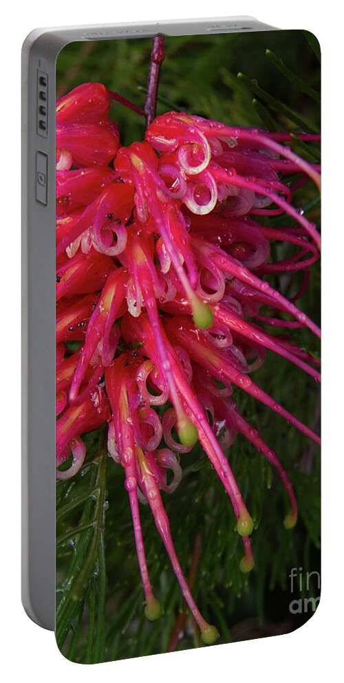 Red Portable Battery Charger featuring the photograph Grevillea Lollypop Flower 1 by Christy Garavetto