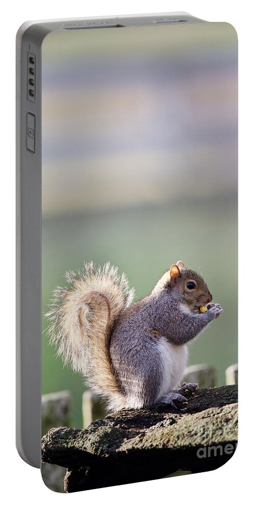 Squirrel Portable Battery Charger featuring the photograph Grey Squirrel in Late Autumn by Rachel Morrison