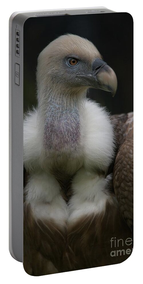 Griffon Vulture Portable Battery Charger featuring the photograph Griffon Vulture Portrait by Rawshutterbug