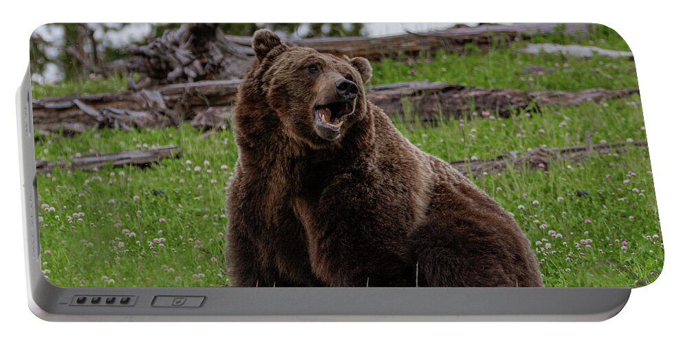 Grizzly Portable Battery Charger featuring the photograph Grizzly Boredom by Douglas Wielfaert
