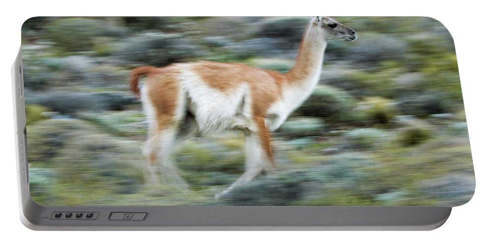 Sebastian Kennerknecht Portable Battery Charger featuring the photograph Guanaco On The Run, Patagonia by Sebastian Kennerknecht