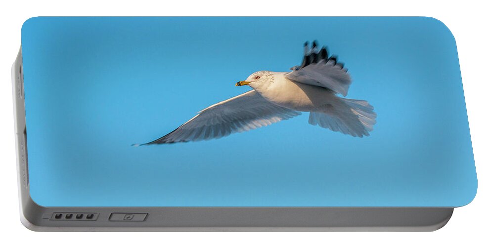 Shore Bird Portable Battery Charger featuring the photograph Gull In Flight 1 by Cathy Kovarik