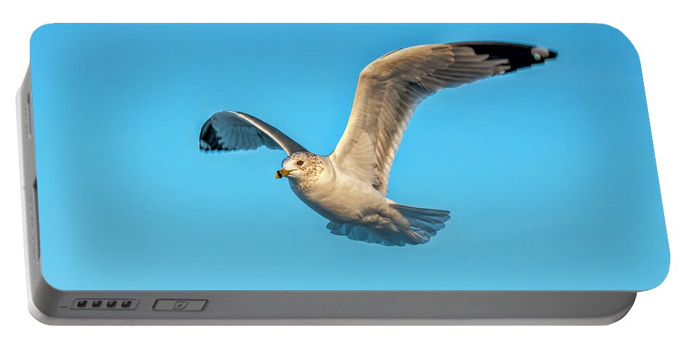 Seagull Portable Battery Charger featuring the photograph Gull In Flight 2 by Cathy Kovarik