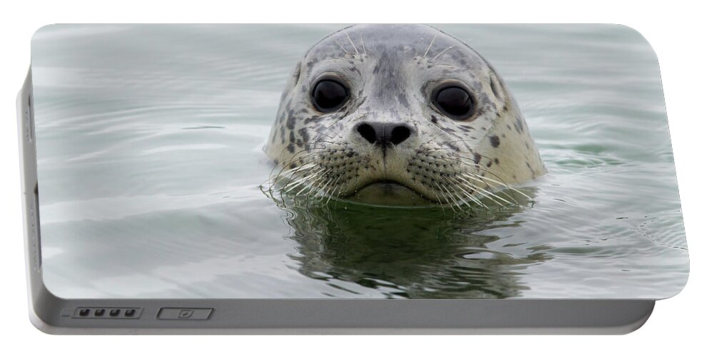 Sebastian Kennerknecht Portable Battery Charger featuring the photograph Harbor Seal Pup In Elkhorn Slough by Sebastian Kennerknecht