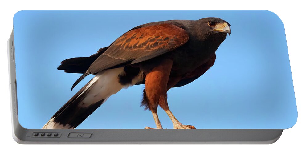 Harris’s Hawk Portable Battery Charger featuring the photograph Harris Hawk on the Hunt by Kathleen Bishop