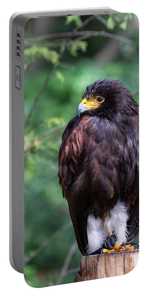 Photography Portable Battery Charger featuring the photograph Harris's Hawk by Alma Danison