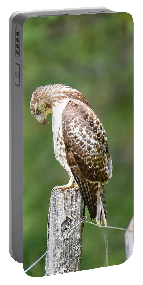 Hawk Portable Battery Charger featuring the photograph Hawk by Michelle Wittensoldner