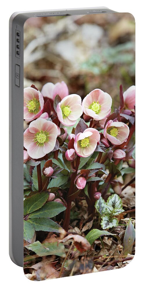 Flowers Portable Battery Charger featuring the photograph Hellebores by Garden Gate magazine