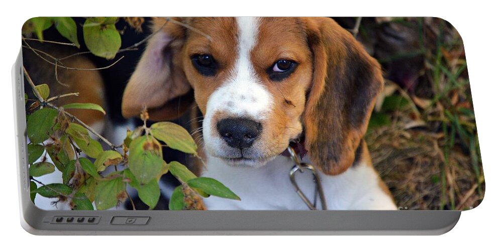 Beagle Puppy Portable Battery Charger featuring the photograph Hermine The Beagle by Thomas Schroeder