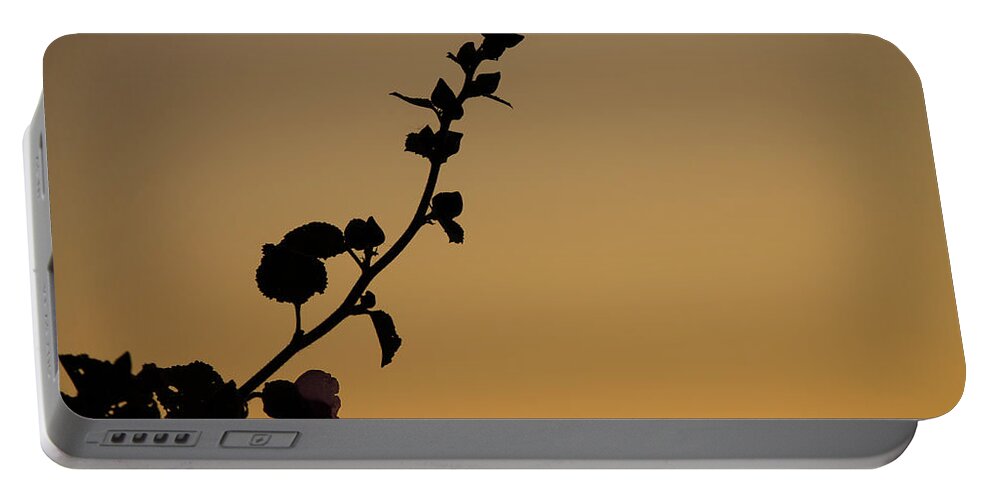 Hollyhock Portable Battery Charger featuring the photograph Hollyhock at Dawn by Jonathan Thompson