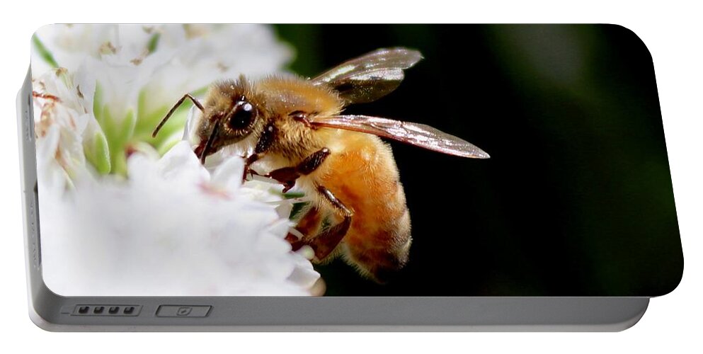 Honeybee Portable Battery Charger featuring the photograph Honeybee by Sarah Lilja