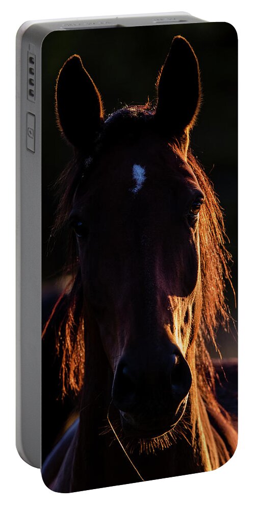 Horse Portable Battery Charger featuring the photograph Horse portrait in back lit by Torbjorn Swenelius