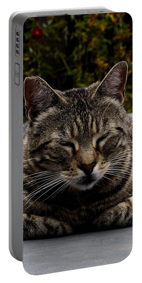 Animal Portable Battery Charger featuring the photograph Hot Tub Cat by Richard Thomas