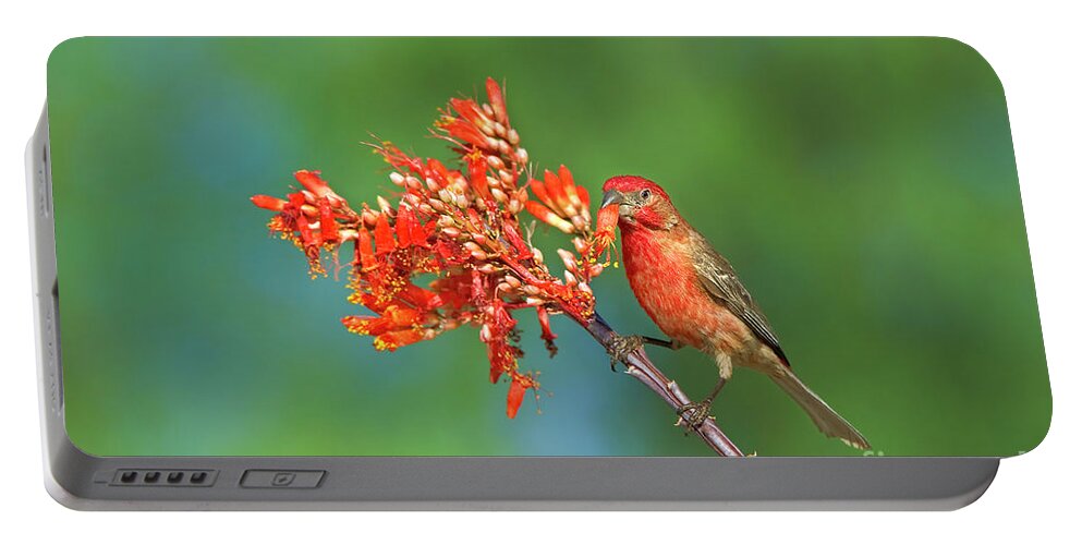 Dave Welling Portable Battery Charger featuring the photograph House Finch On Wildflowers Arizona by Dave Welling