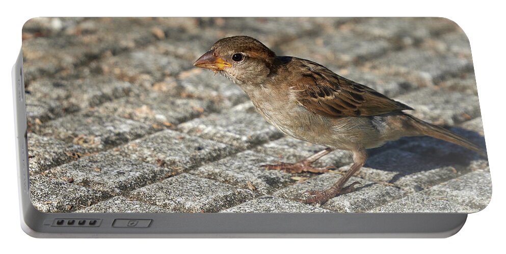 Branch Portable Battery Charger featuring the photograph House Sparrow Female Standing by Pablo Avanzini