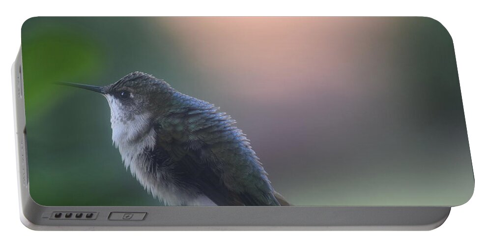Hummingbird At Rest Portable Battery Charger featuring the photograph Hummingbird at Rest by Debra Grace Addison