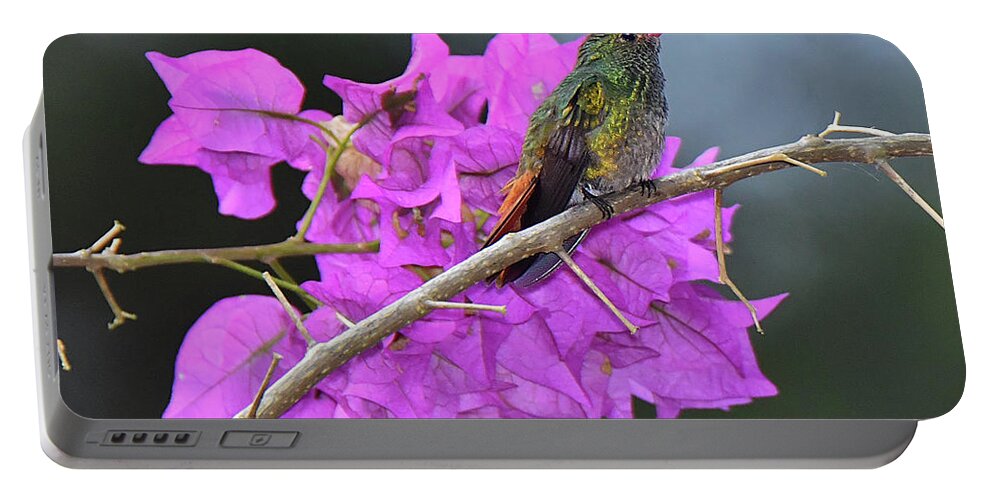 Hummingbird Portable Battery Charger featuring the photograph Hummingbird by Bougainvillea by Alan Lenk