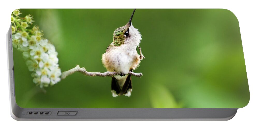 Hummingbird Portable Battery Charger featuring the photograph Hummingbird Flexibility by Christina Rollo