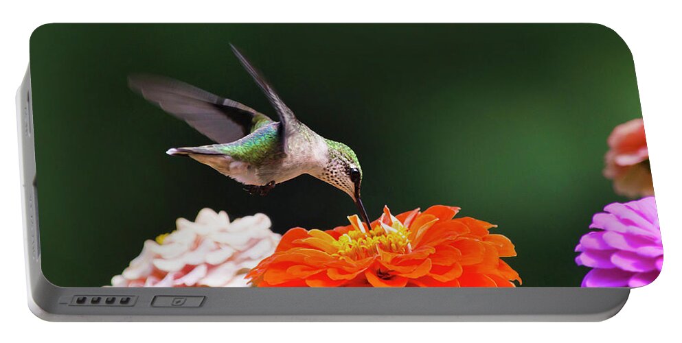 Hummingbird Portable Battery Charger featuring the photograph Hummingbird in Flight with Orange Zinnia Flower by Christina Rollo