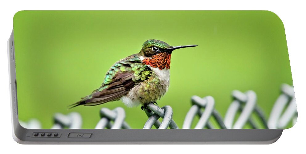 Bird Portable Battery Charger featuring the photograph Hummingbird on a Fence by Christina Rollo