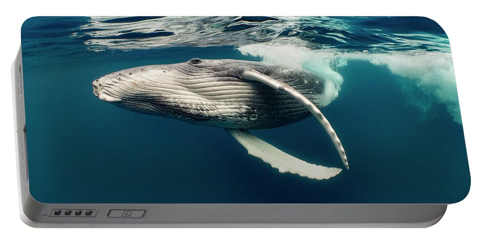 Animals Portable Battery Charger featuring the photograph Humpback Whale Calf Near Surface by Tui De Roy
