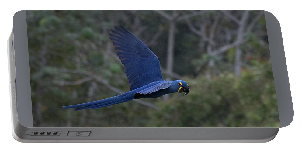 Hyacinth Portable Battery Charger featuring the photograph Hyacinth Macaw by Patrick Nowotny