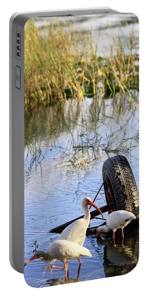 Ibis Portable Battery Charger featuring the photograph Ibis Birds Wading For Food by Philip And Robbie Bracco