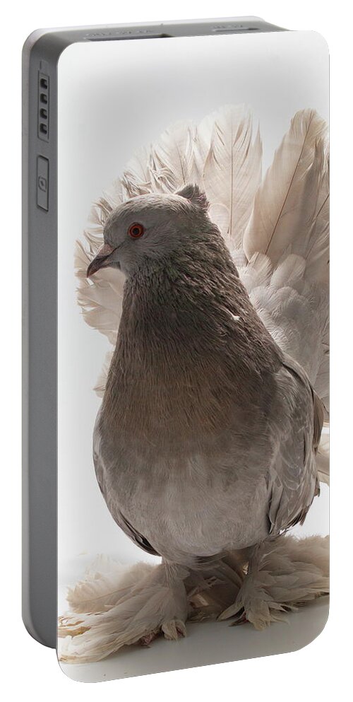 Pigeon Portable Battery Charger featuring the photograph Indian Fantail Pigeon by Nathan Abbott