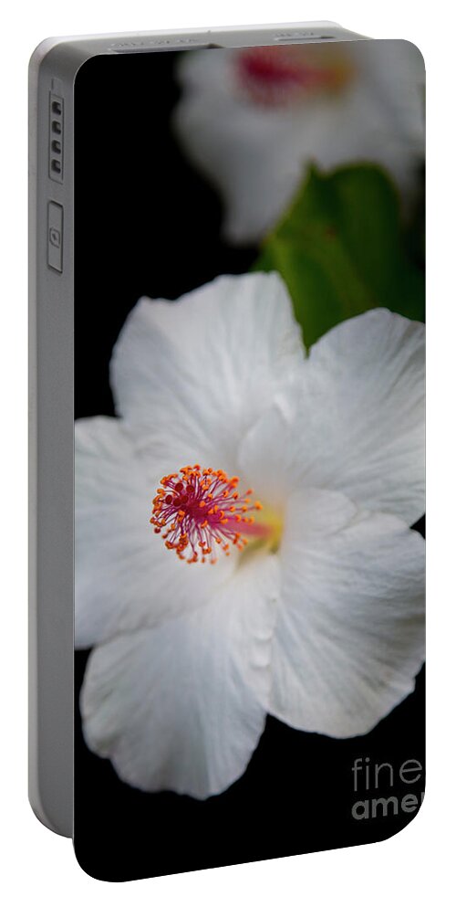 Reid Callaway Into The Light Portable Battery Charger featuring the photograph Into The Light 2 White Hibiscus Flower Kauai Collection Art by Reid Callaway