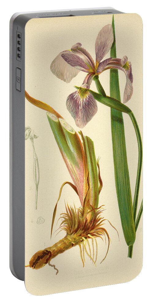 Iris Portable Battery Charger featuring the mixed media Iris Versicolor Blue Flag by L Prang