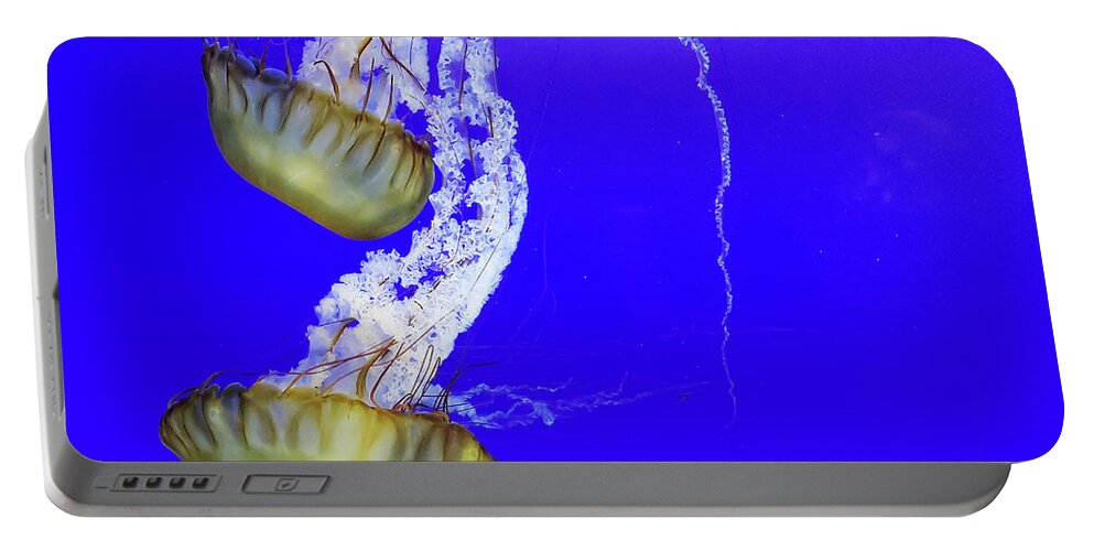 Jelly Portable Battery Charger featuring the photograph Jellys by Bob Cournoyer