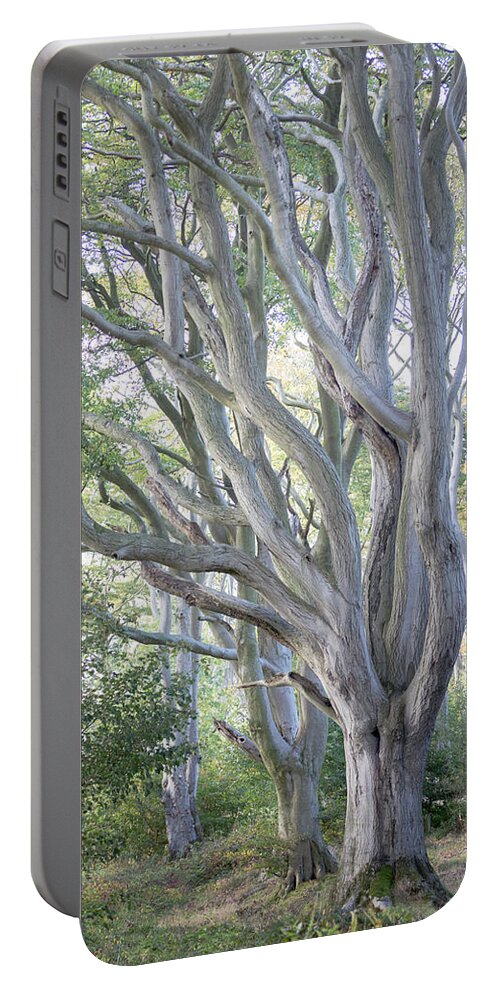 Beech Tree Portable Battery Charger featuring the photograph Jenny's Tree by Anita Nicholson