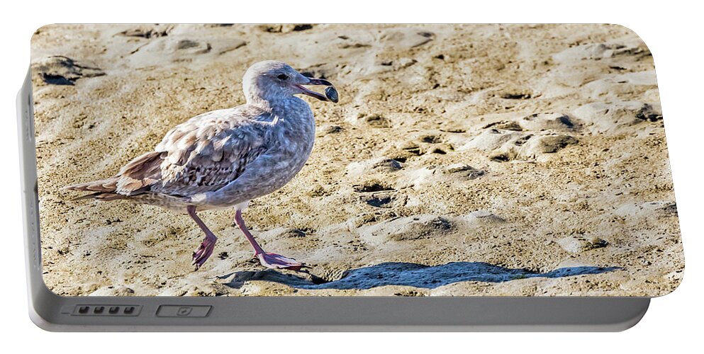Herring Gull Portable Battery Charger featuring the photograph Juvenile Herring Gull by Kate Brown