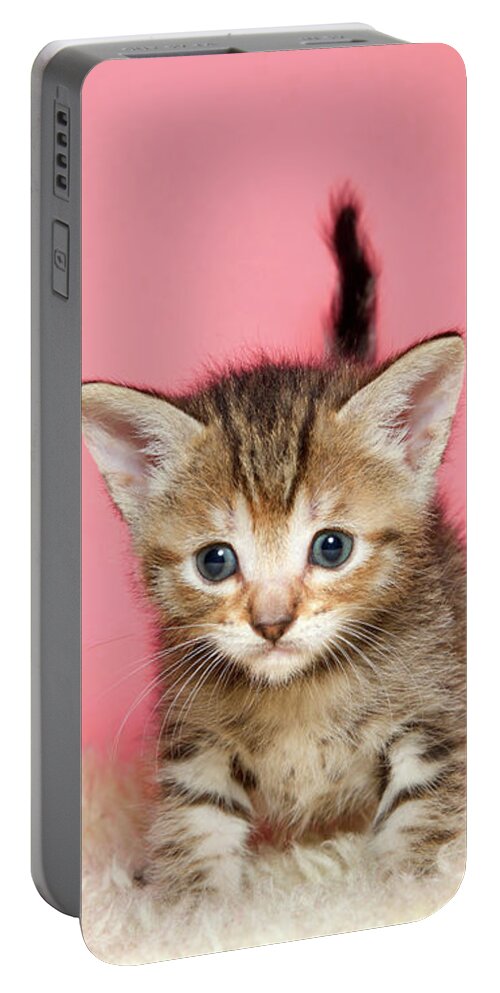 Stripes Portable Battery Charger featuring the photograph Kitten Cuteness Overload by Sheila Fitzgerald