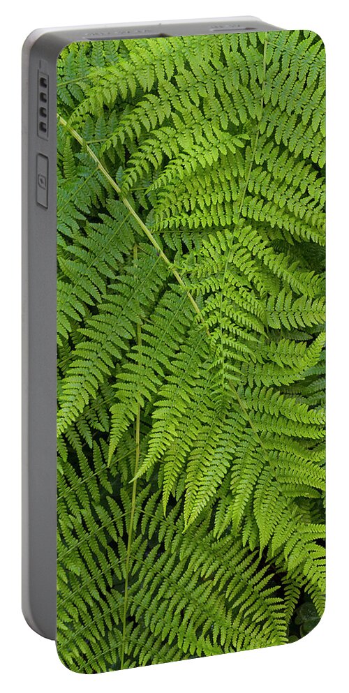 Jeff Foott Portable Battery Charger featuring the photograph Lady Fern Close-up by Jeff Foott