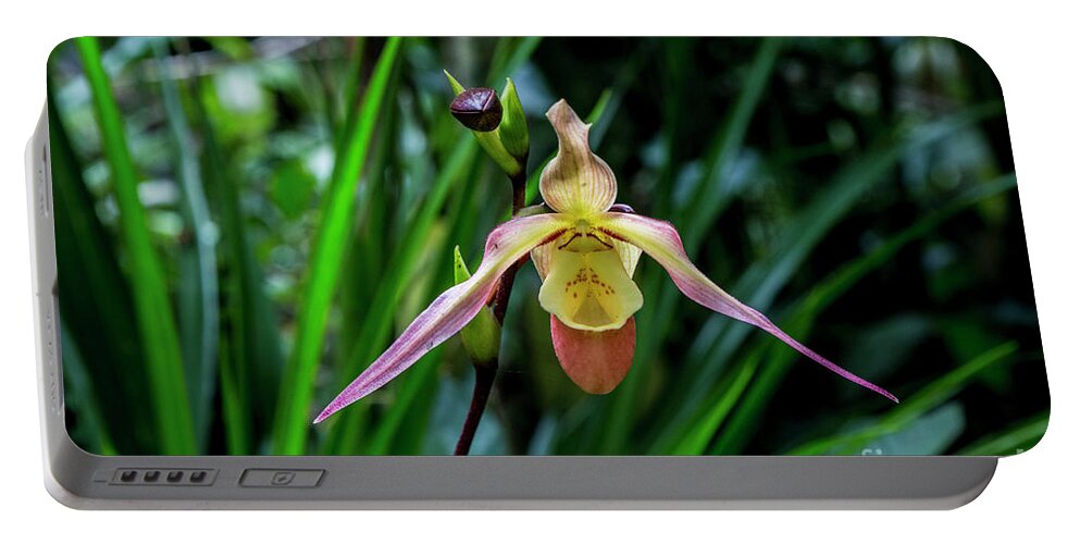 Ecuador Portable Battery Charger featuring the photograph Lady Slipper by Kathy McClure