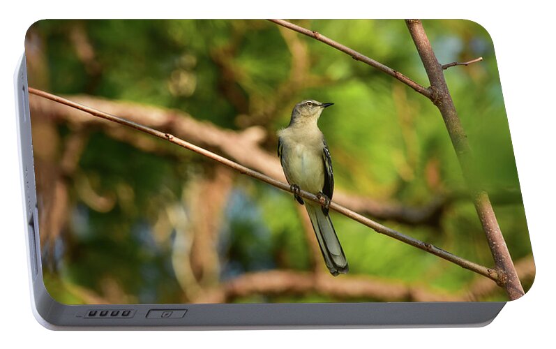 William Tasker Portable Battery Charger featuring the photograph Late Afternoon Mockingbird by William Tasker