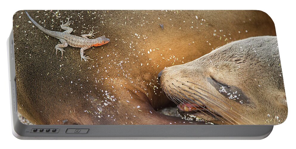 Animal Portable Battery Charger featuring the photograph Lava Lizard On Galapagos Sea Lion by Tui De Roy