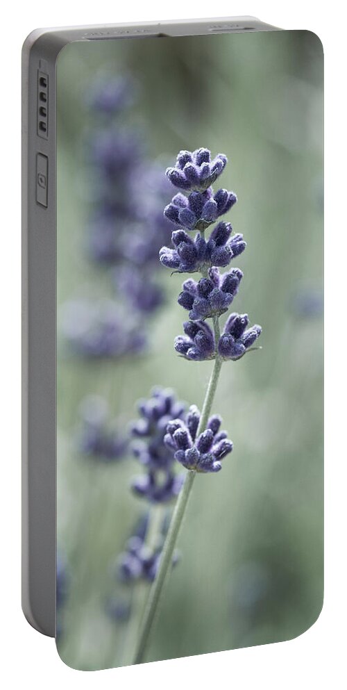 Lavender Portable Battery Charger featuring the photograph Lavender by Tanya C Smith