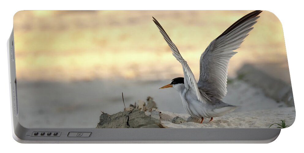 Least Tern Portable Battery Charger featuring the photograph Least Tern Landing by Susan Rissi Tregoning