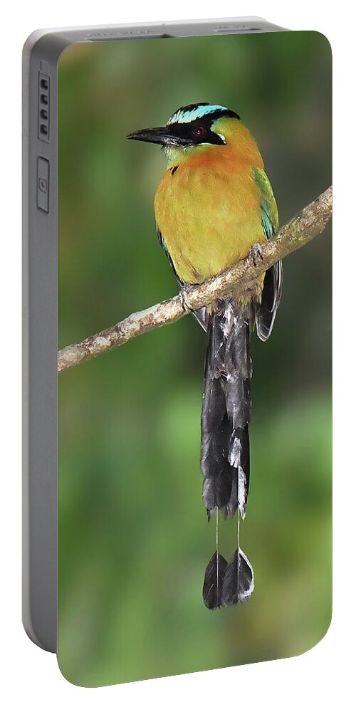 Neotropical Bird Portable Battery Charger featuring the photograph Lesson's Motmot by Alan Lenk