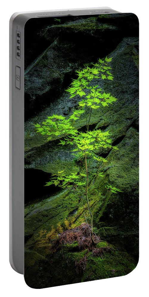 Tree Portable Battery Charger featuring the photograph Life Will Find a Way by Tom Mc Nemar
