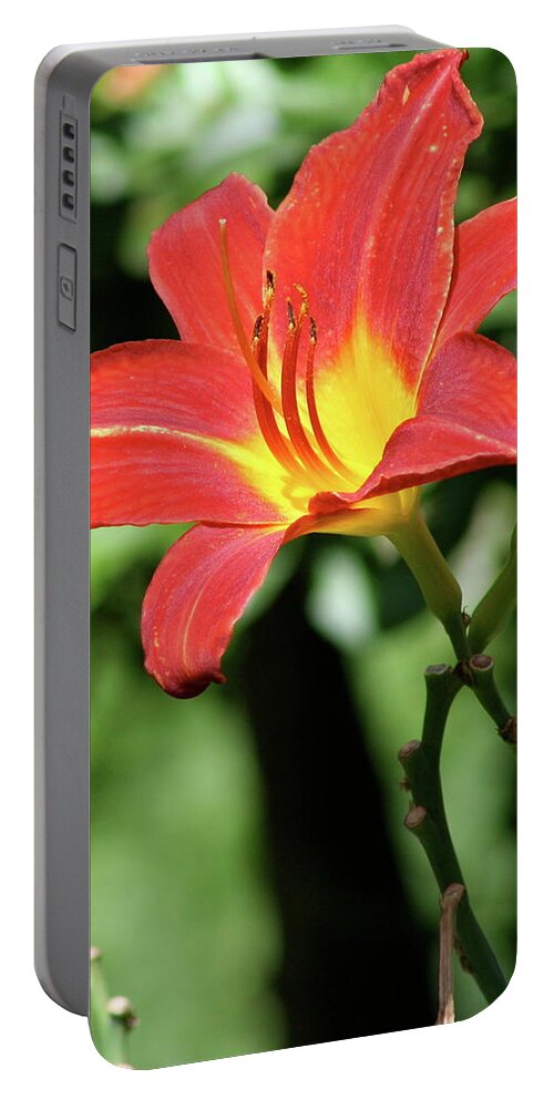 Red Portable Battery Charger featuring the photograph Lily by Misty Morehead