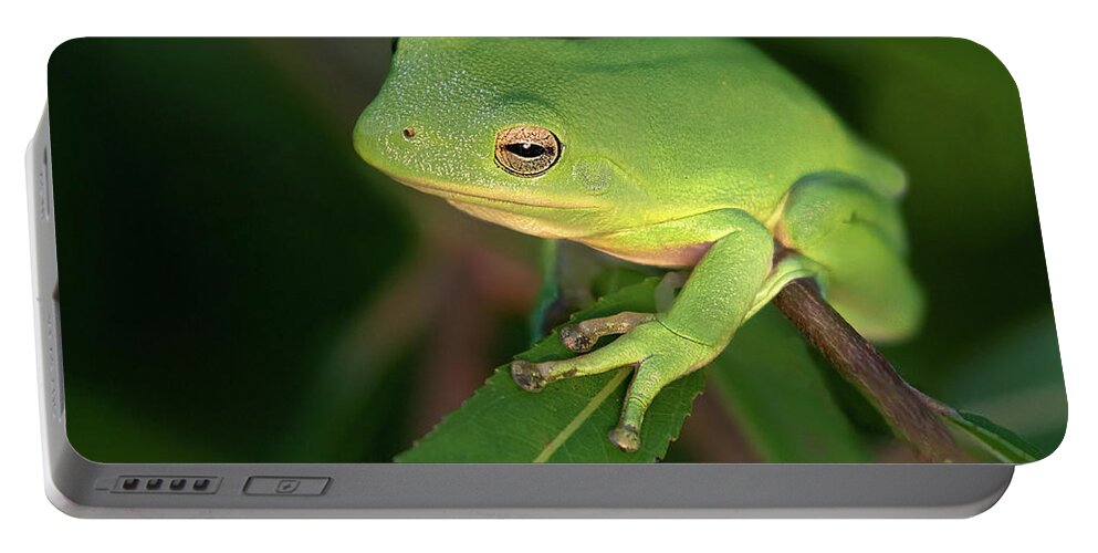 Frog Portable Battery Charger featuring the photograph Lime Light Lounger by Art Cole