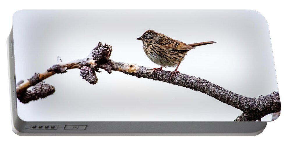 Wildlife Portable Battery Charger featuring the photograph Lincoln's Sparrow by David Morefield