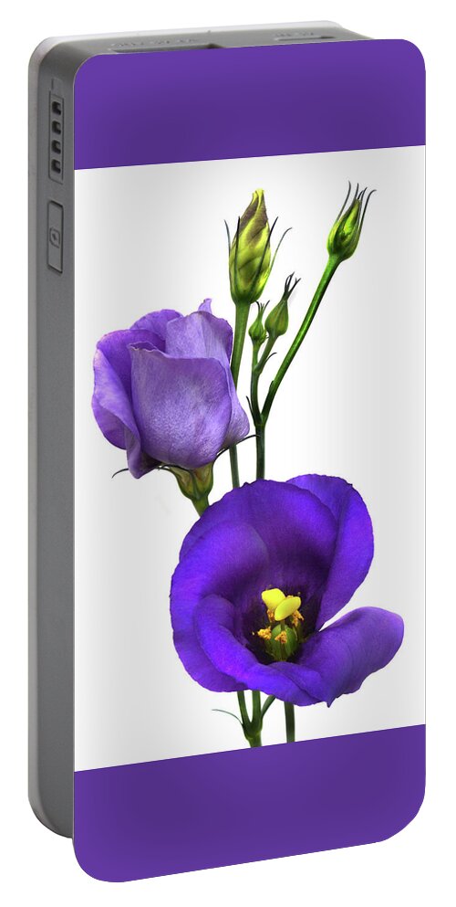Lisianthus Portable Battery Charger featuring the photograph Lisianthus Russellianum by Terence Davis